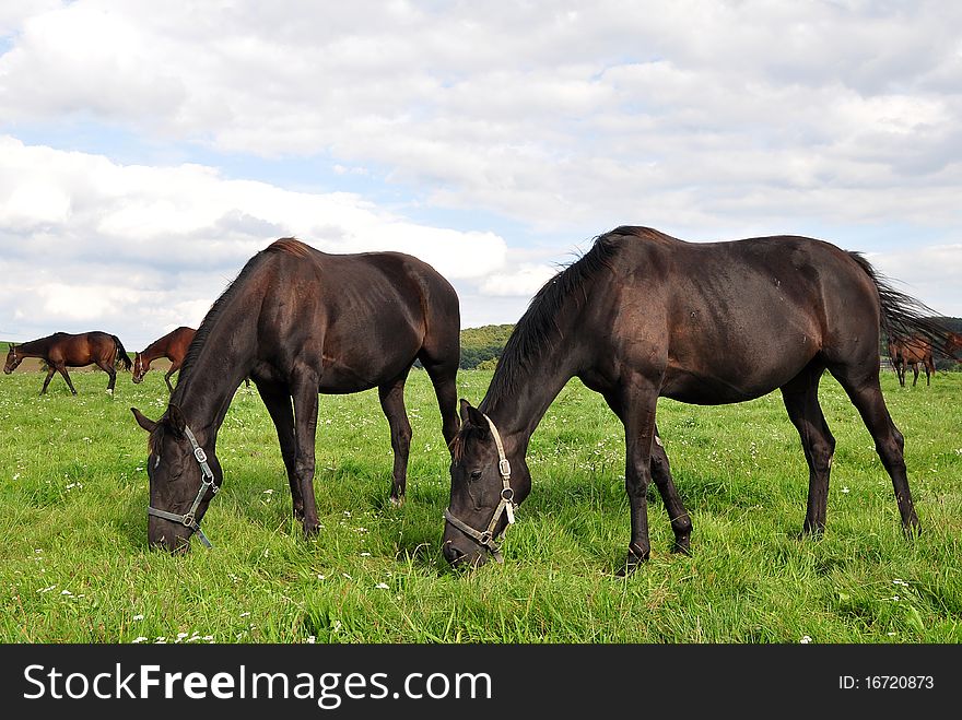 Beautiful purebred horses here in Czech republic.