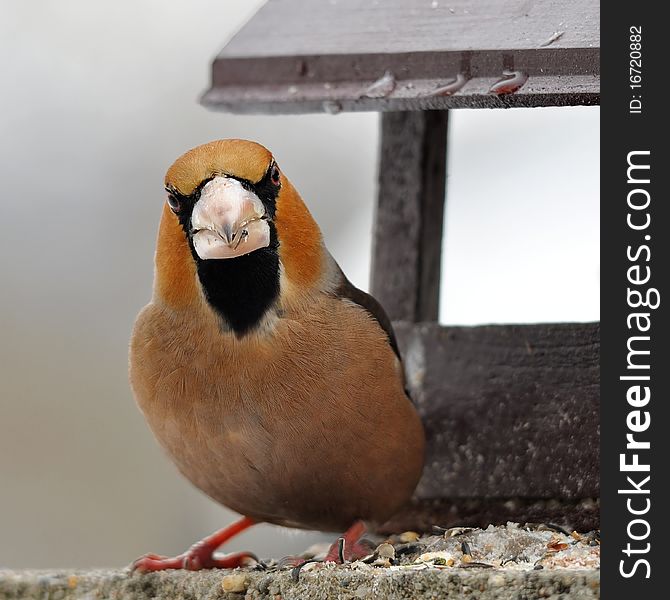 The 16.5–18 cm long Hawfinch is a bulky bull-headed bird, which appears very short-tailed in flight. The 16.5–18 cm long Hawfinch is a bulky bull-headed bird, which appears very short-tailed in flight.
