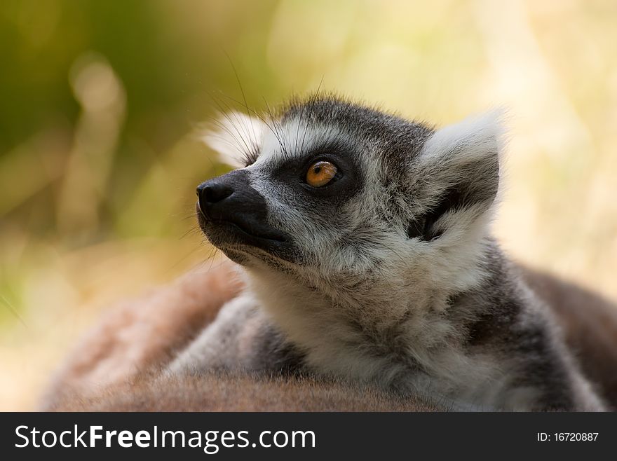 Close-up of a cute ring-tailed lemur