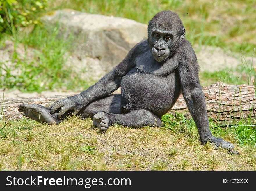 Close-up of a cute baby gorilla