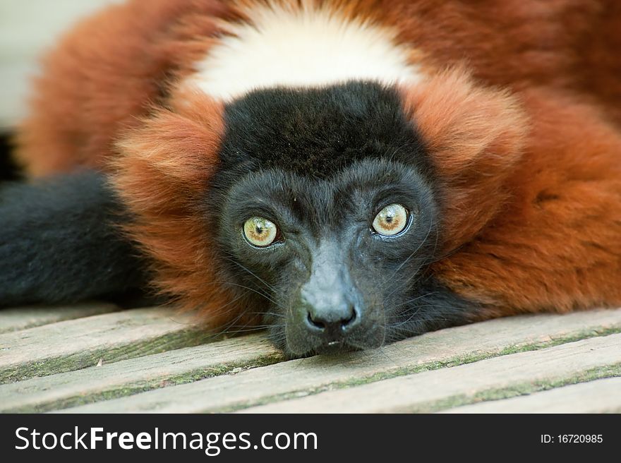 Beautiful red ruffed lemur (Varecia rubra)