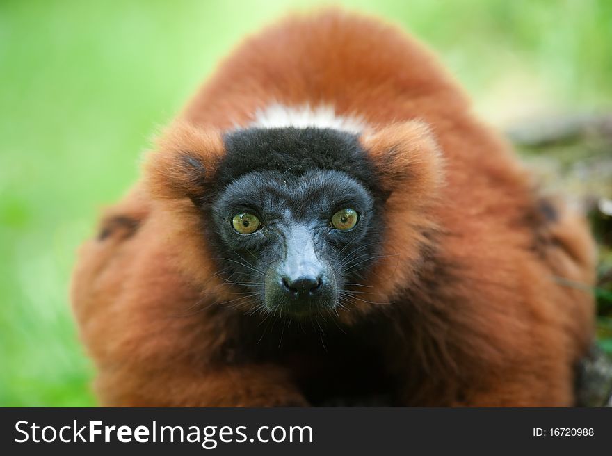 Beautiful red ruffed lemur (Varecia rubra)