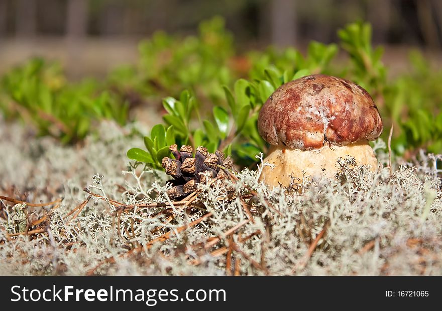 Red mushroom in the woods. Red mushroom in the woods