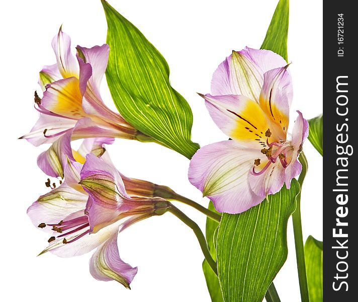 Alstroemeria lily in detail isolated on white