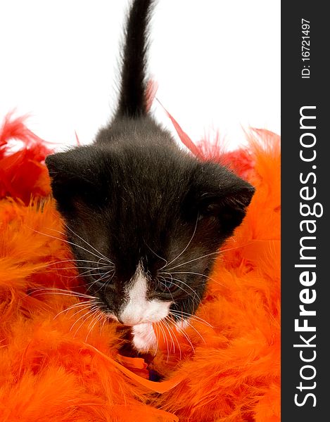 Curious two weeks old black kitten on orange feather