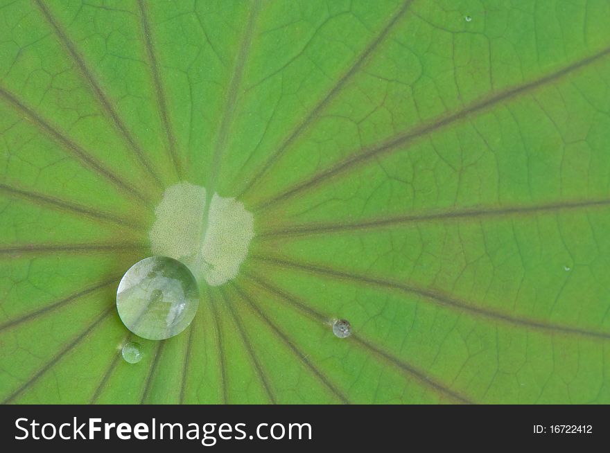 Drop of water on lotus leaf in the pond