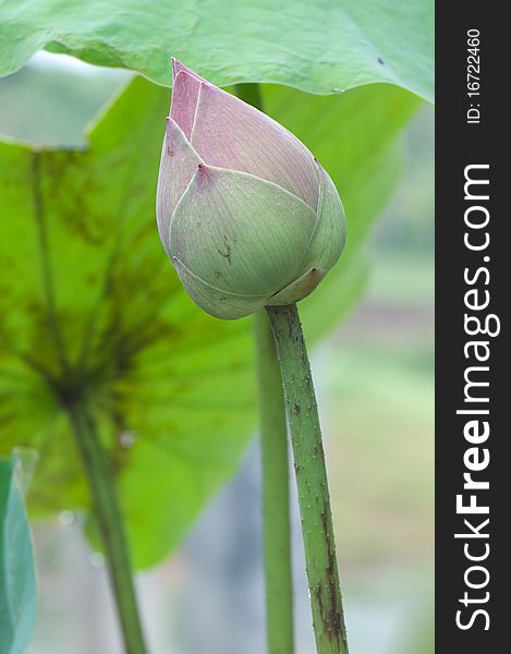 Beautiful Thai lotus in the pond