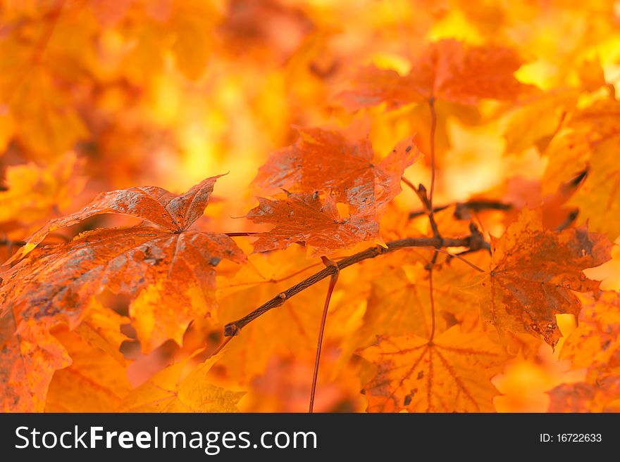 Orange autumn leaves background with very shallow focus