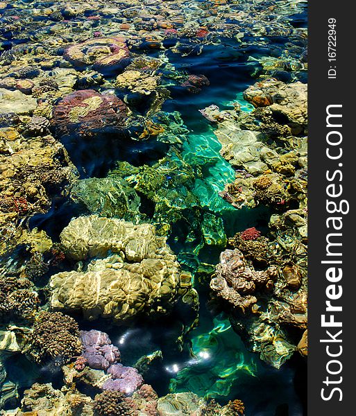 Marsa alam coral reef in egypt red sea