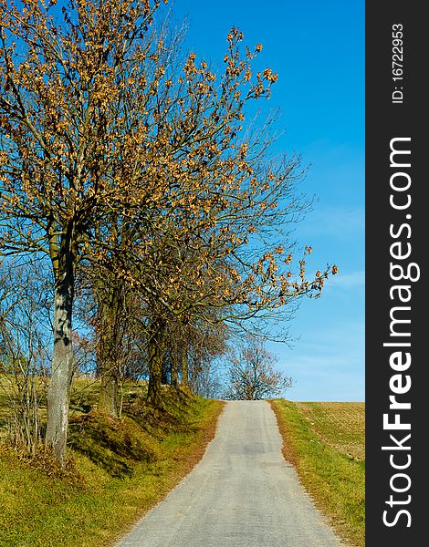 Road in the autumn with yellow trees