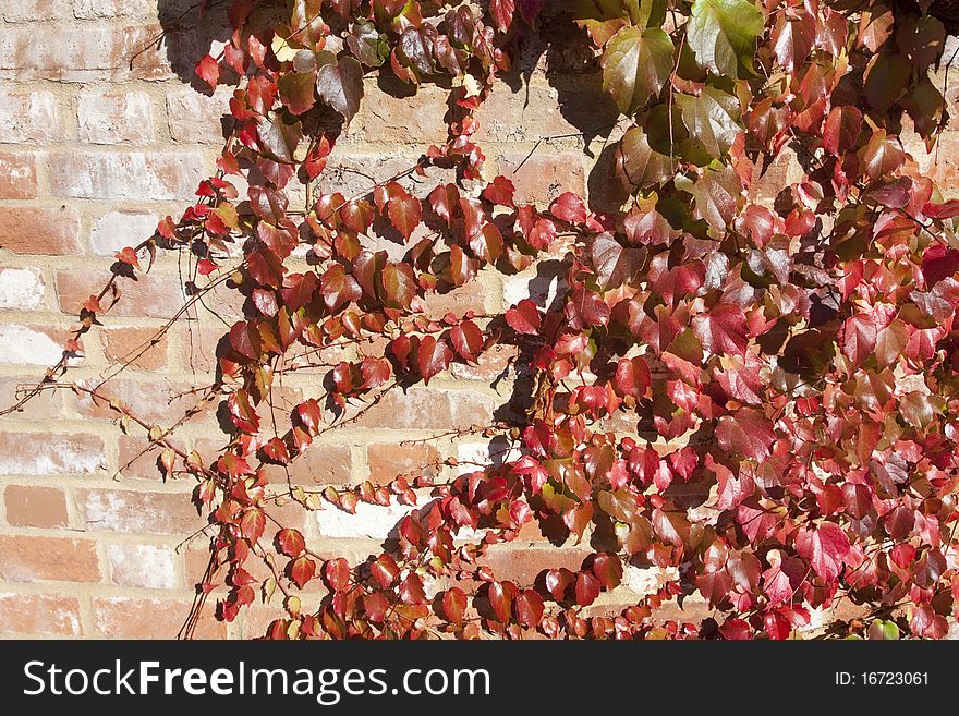 Bright red virginia creeper autumn leaves against an old brick wall. Bright red virginia creeper autumn leaves against an old brick wall