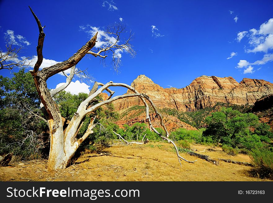 Dry tree in Zion National Park, USA. Dry tree in Zion National Park, USA