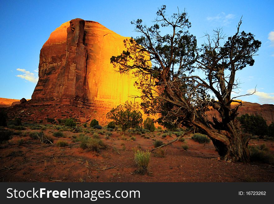 Lonesome old tree in Monument Valley, Utah, USA. Lonesome old tree in Monument Valley, Utah, USA