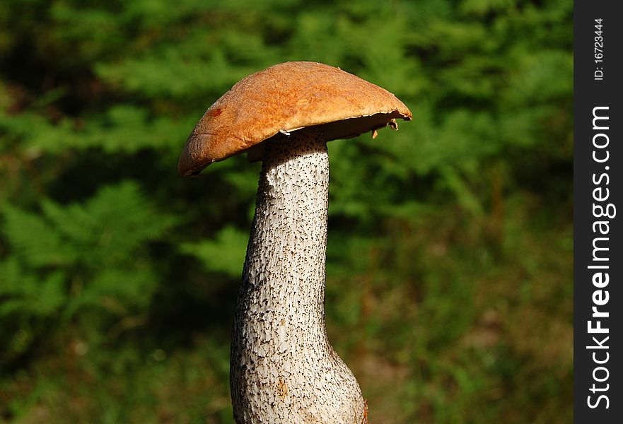 Orange-cap boletus in the green grass