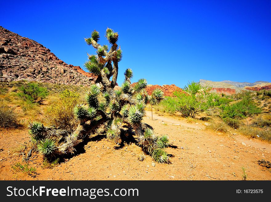 Red Rock Canyon Yucca tree near Las Vegas