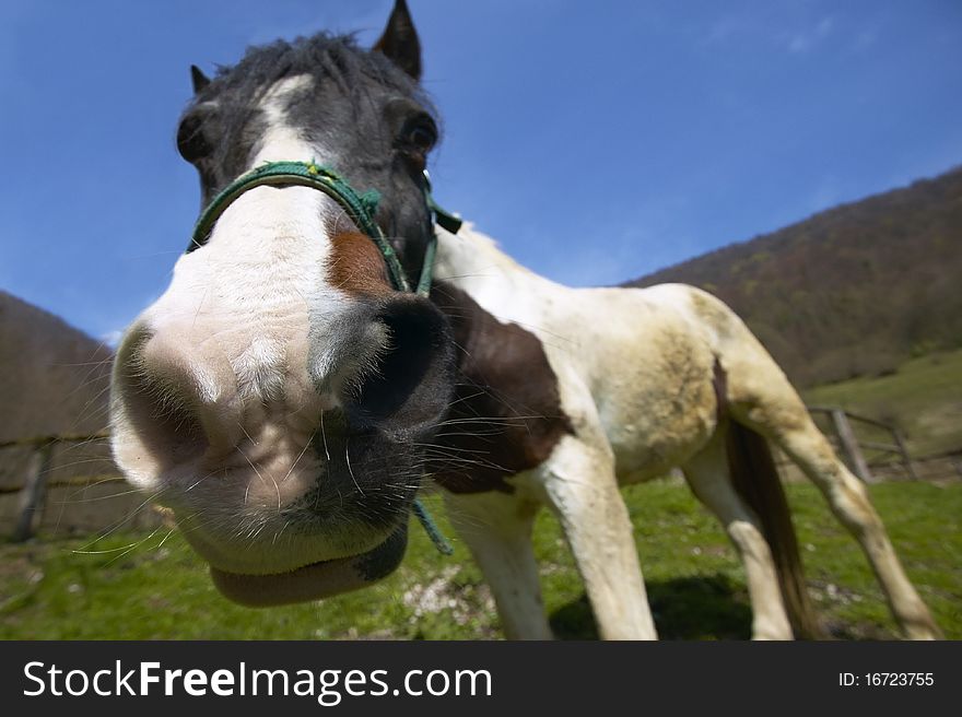 Funny horse closeup with green grass and blue sky