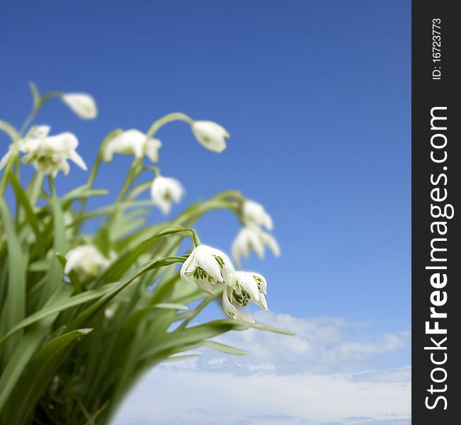 Winter Snowdrops Against A Blue Sky