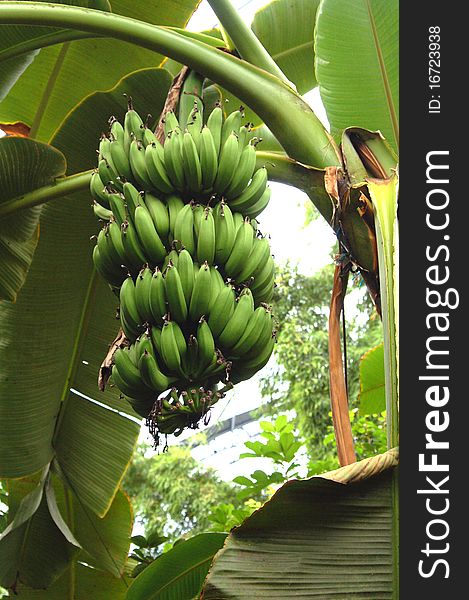 Organic Bananas Growing On Tree