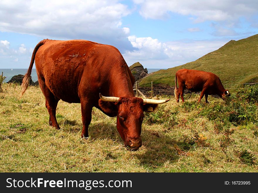 Cows grazing at coast, Cornwall (England)