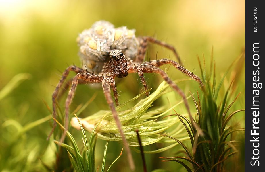 Spider with young spiders at back