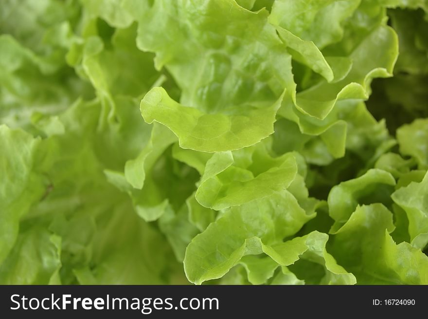 Fresh butterhead  organic lettuce close up background. Fresh butterhead  organic lettuce close up background