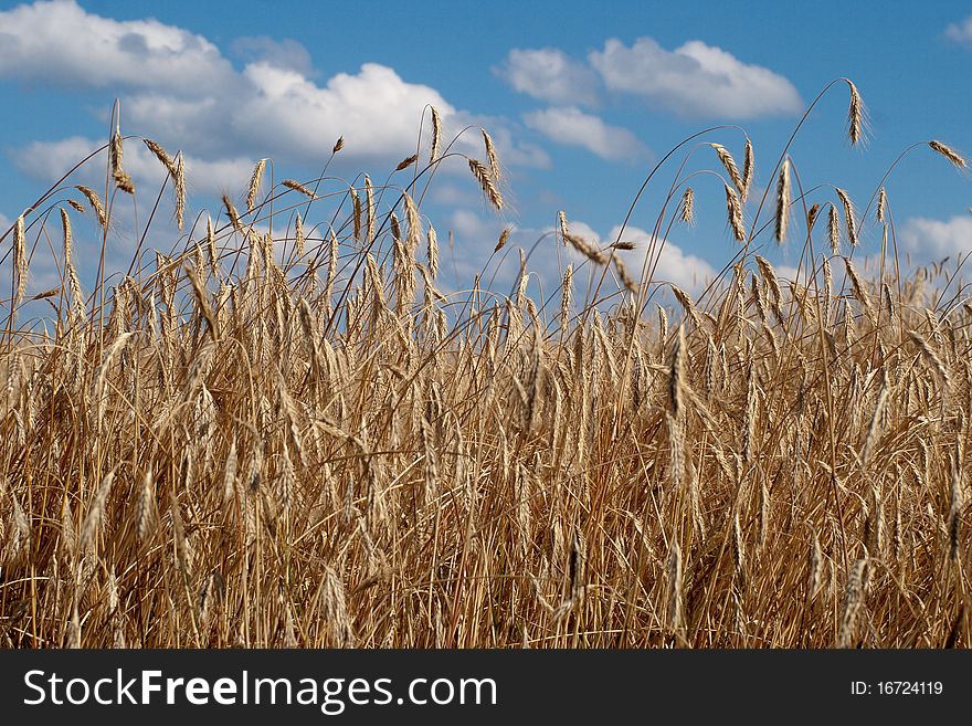 Wheat field over blue sky
