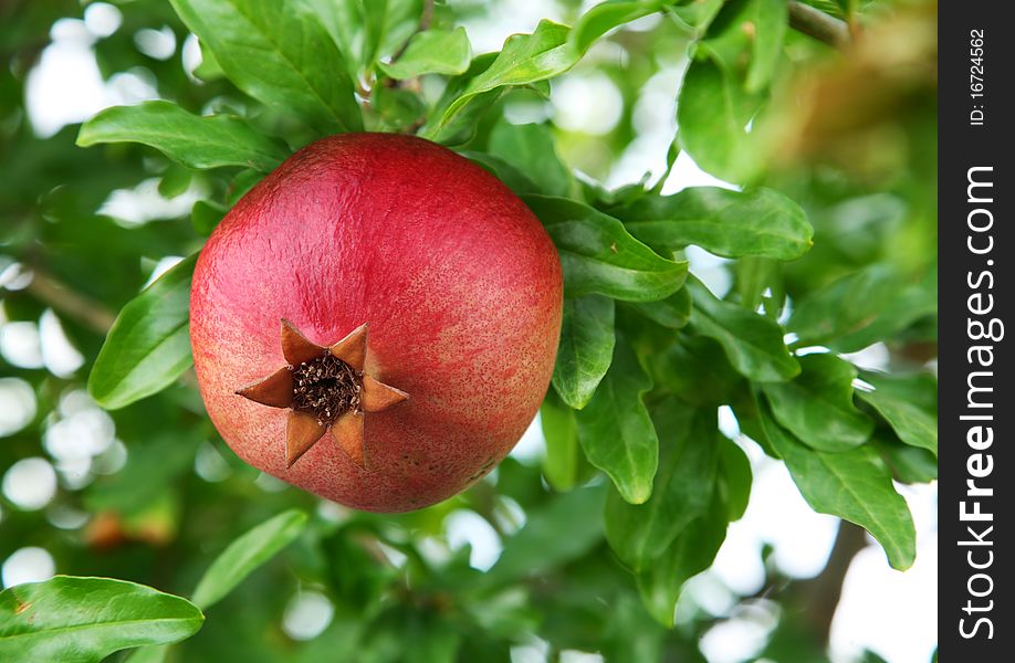 Ripe pomegranate on the branch. The foliage on the background.