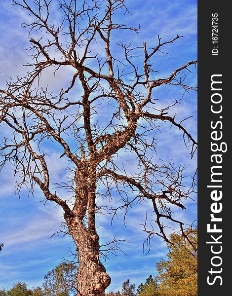 Tall bare tree with white clouds and blue sky.