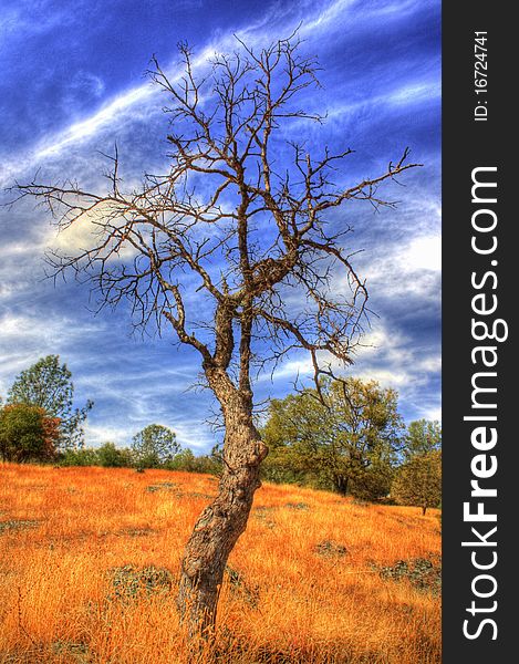 Tall bare tree with white clouds and blue sky.