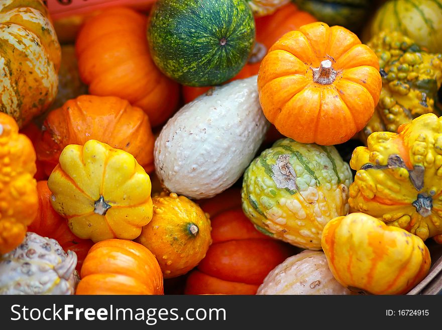 Colorful small gourds and squash. Colorful small gourds and squash