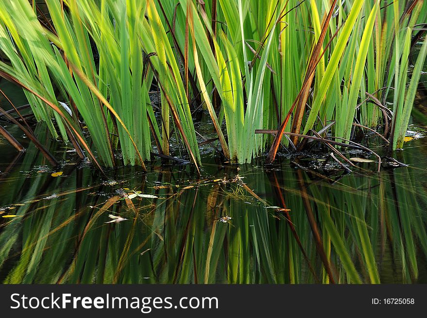 Lotus plant growing in calm garden pond water