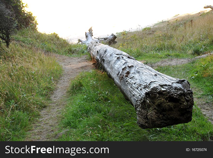 Fallen Tree Log on Grass