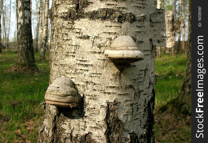 On this picture you can see two polyporuses growing on a tree.