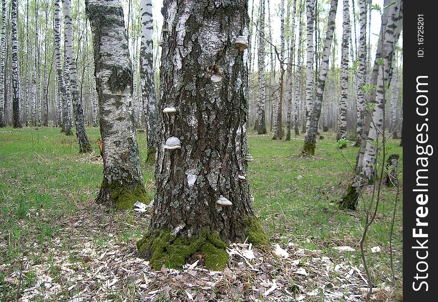 Tree With Polyporuses