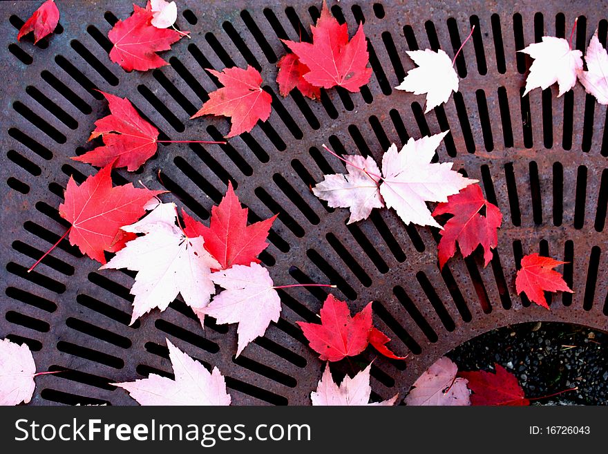 Red fall leaves on a urban ground