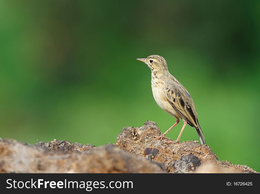 A Portrait of Paddyfield Pipit