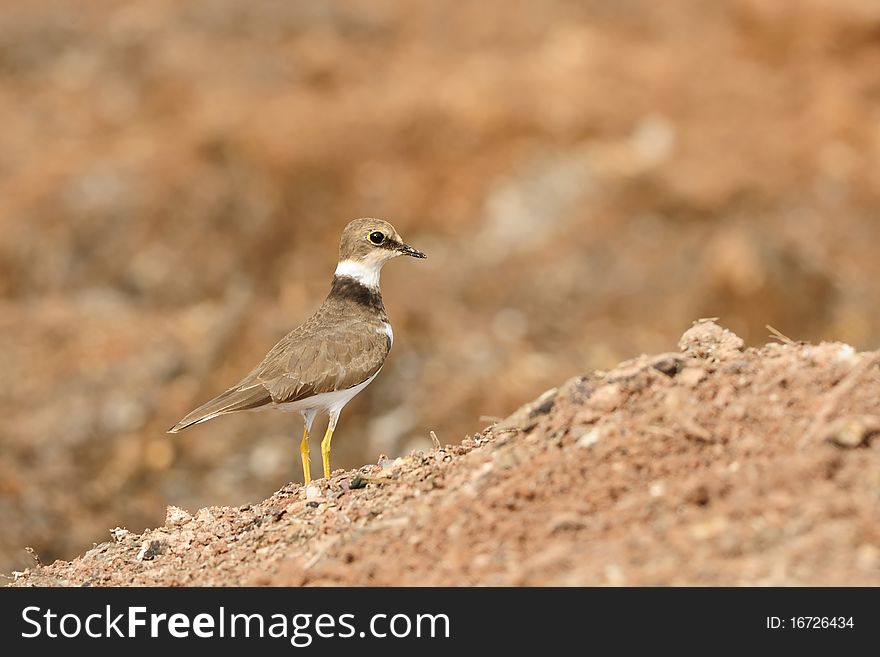 A Portrait of Golden Ringed Plover