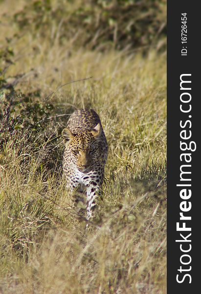 Leopard Stalking