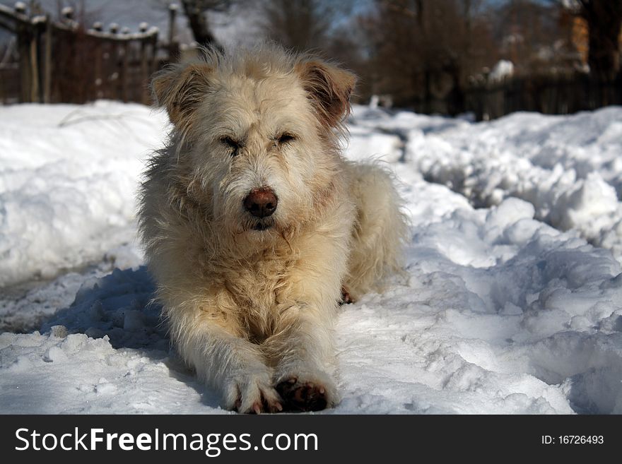 Man best friend siting on snow. Man best friend siting on snow