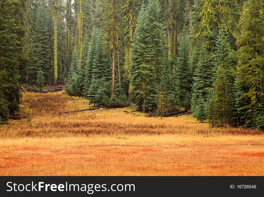 Yosemite Meadow And Forest