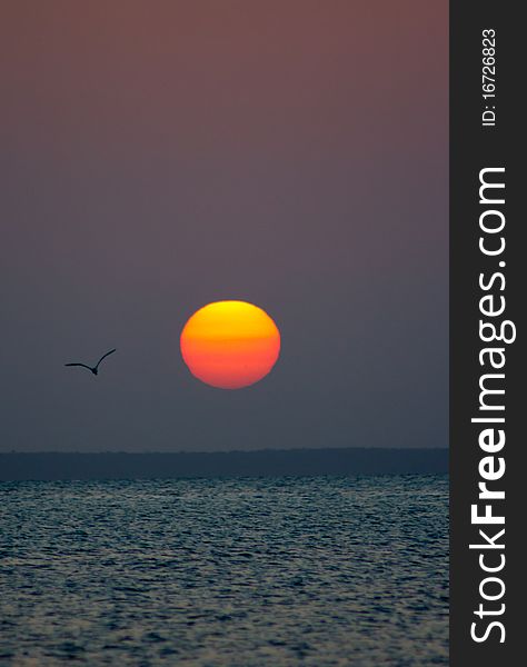 A large, red sun setting with a bird in the foreground. A large, red sun setting with a bird in the foreground