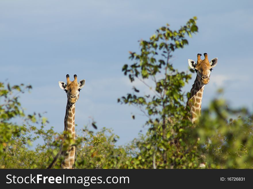 A mother and daughter giraffe peeking over the trees in Africa. A mother and daughter giraffe peeking over the trees in Africa