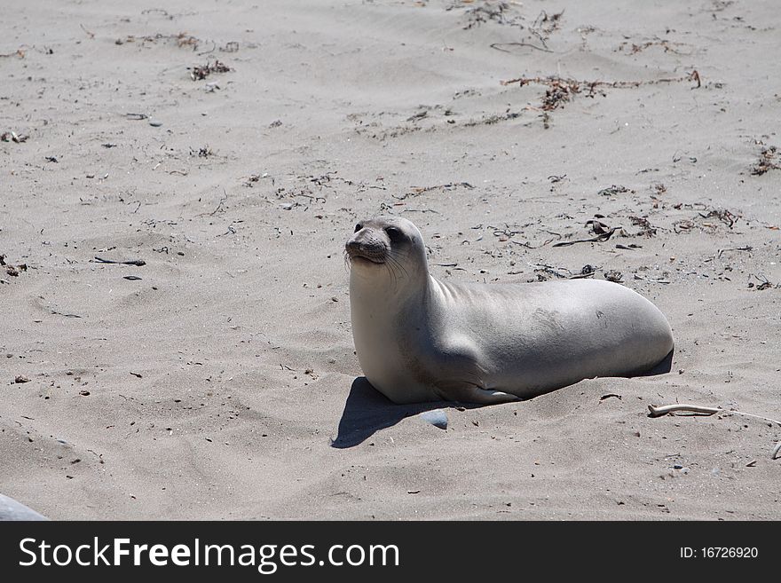 Young Sea lion on the coast of california. Young Sea lion on the coast of california