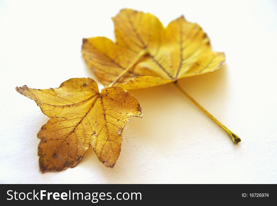 Nostagic mood with two yellow leaves