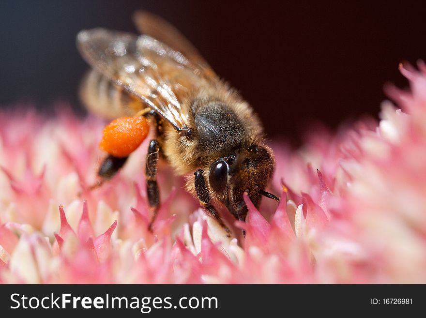 Bee Is Collecting Food