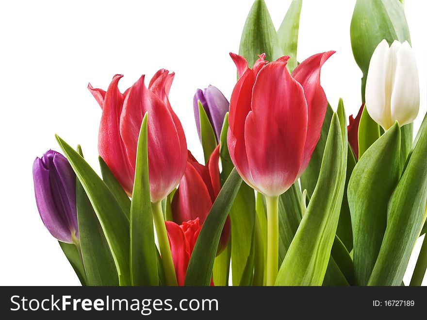 Red white and purple tulips on a white background. Red white and purple tulips on a white background