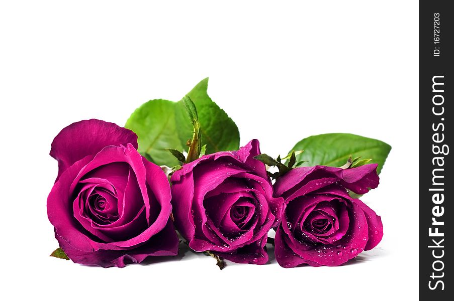 Three dark pink roses in a pure white background with space for text. Three dark pink roses in a pure white background with space for text