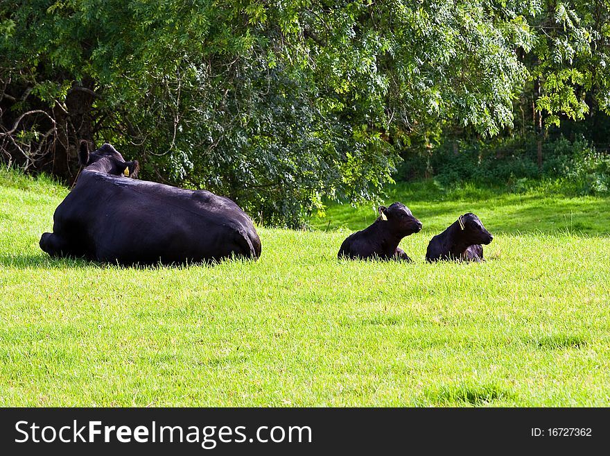 Young calfs in green field, Sutherland, Scotland. Young calfs in green field, Sutherland, Scotland