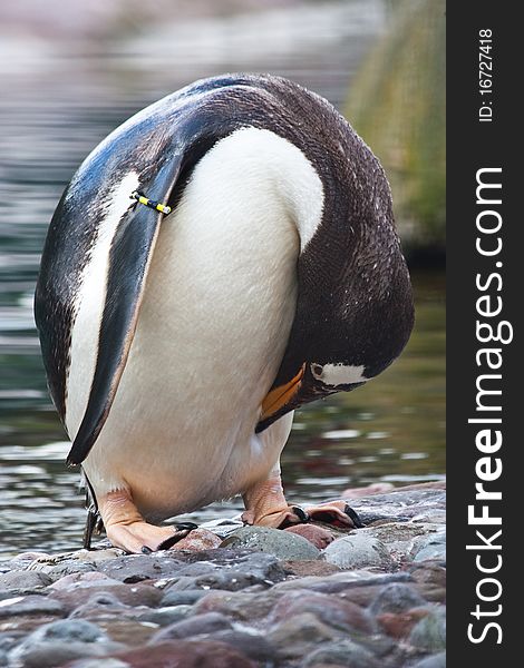 Gentoo Penguin