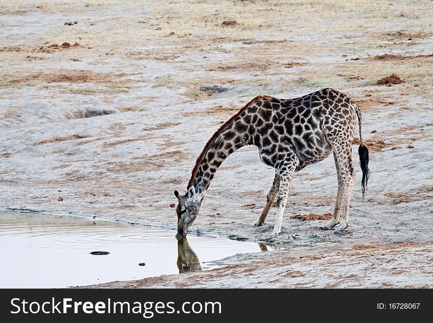 Reflection Of Giraffe